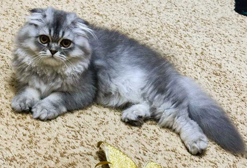 Котята премиум с душой —  Добро, Благополучие и Нежность в каждый дом.