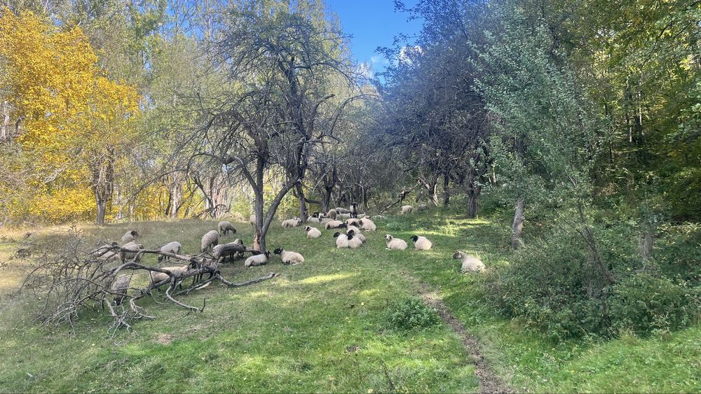 Vand oi , verifica descrierea