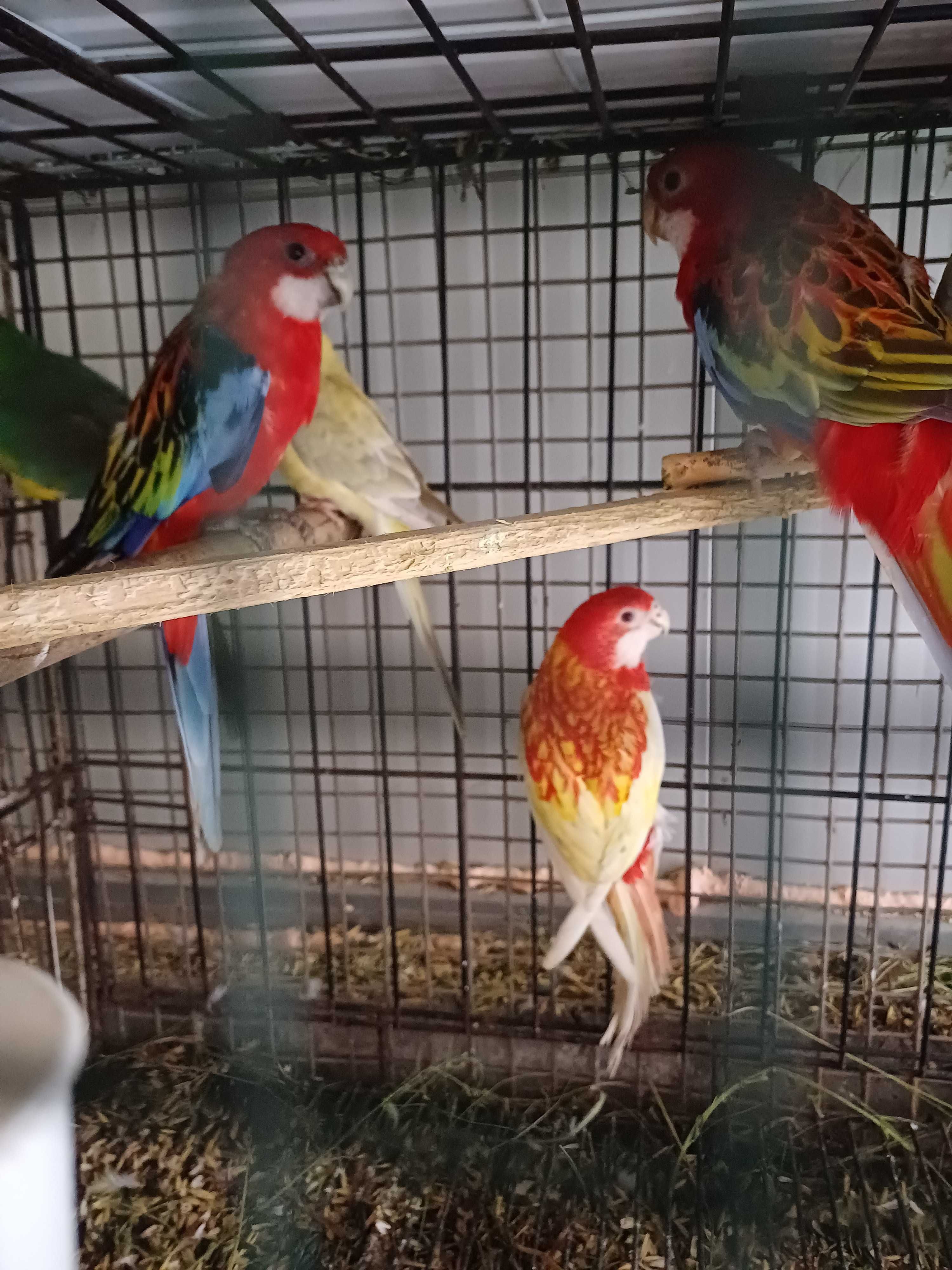 Vând perusi pui,maturi cântatori nimfe kakariki rosella  turturele .