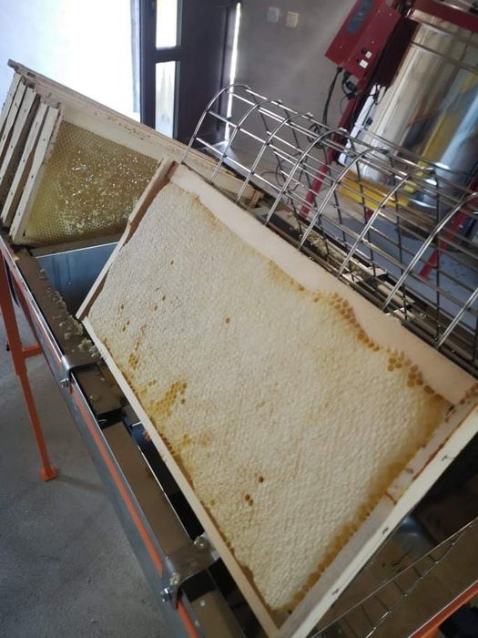 Miere de albine salcâm