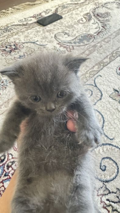 Британские котята
