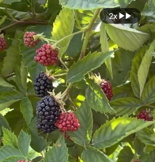 Ежевика кучатлври Саженцы Ежевики