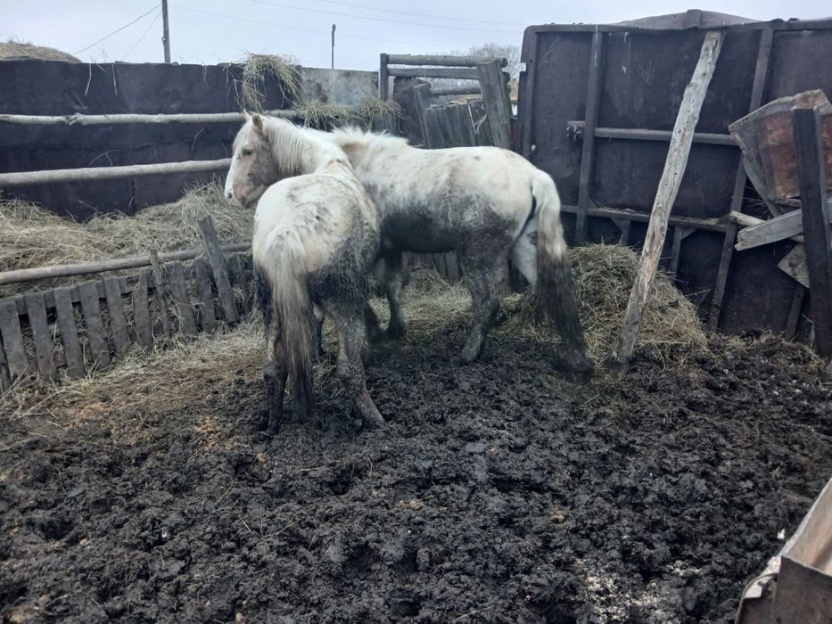 Продам ТАЙ  (Ұрғашы)