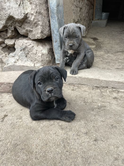 Кане корсо cane corso