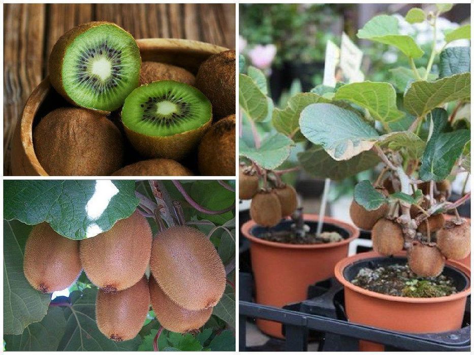 Pomi Fructiferi Exotici  KIWI