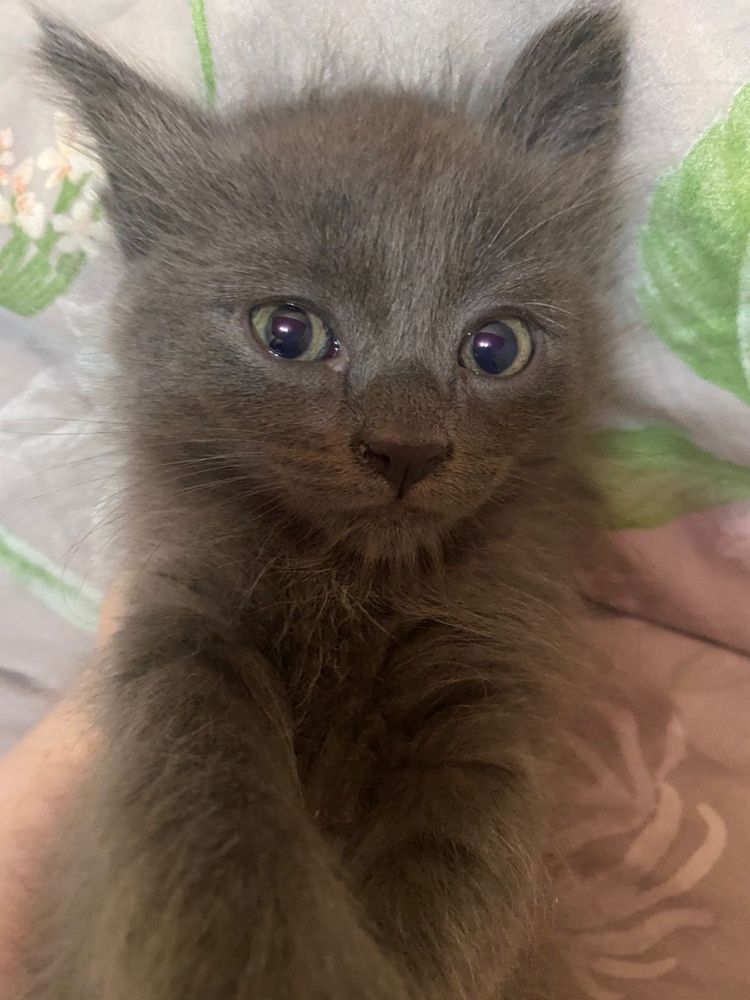 Отдам котят в хорошие руки