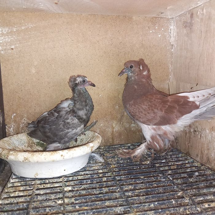 Porumbei uriasi maghiari