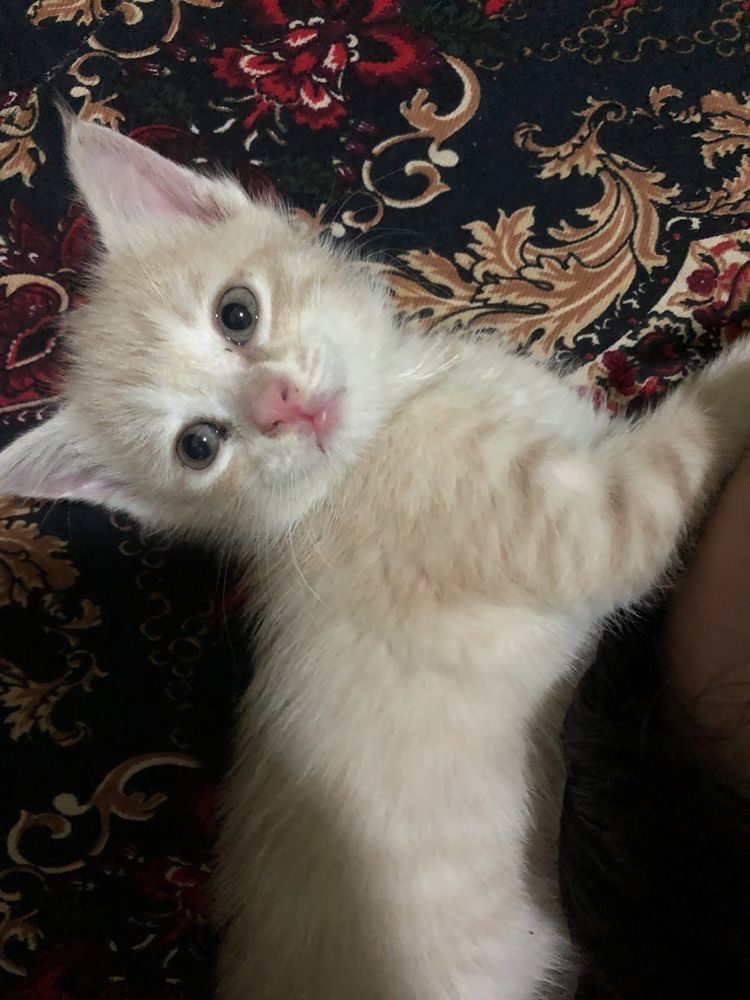 Mushuk bolasi hadya qilaman