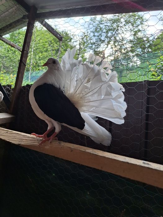 Porumbei voltati de vânzare