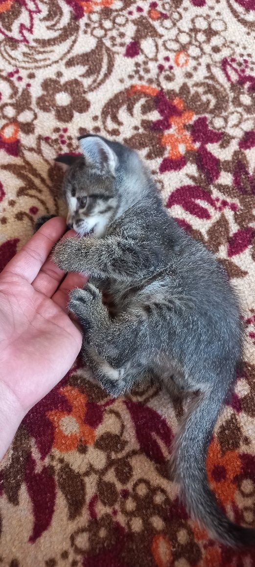 Отдадим котятков в  добрые руки