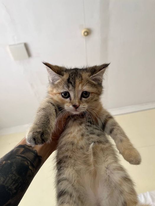 Shil shilla mushuklari