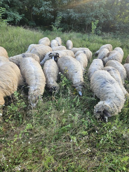 Vănd oi breze bune de lapte
