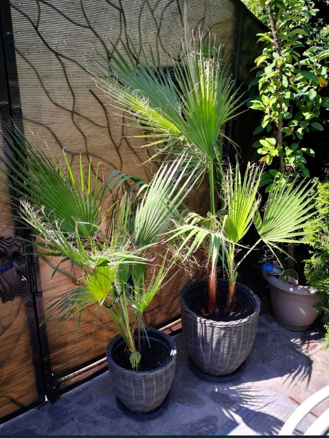 Palmieri Washingtonia rezistă -10*C / 1,50 - 1,90m - Plantă de Grădină