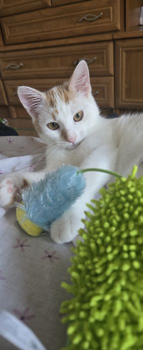 Pisică spre adopție