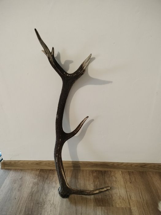 Coarne de cerb de vânzare