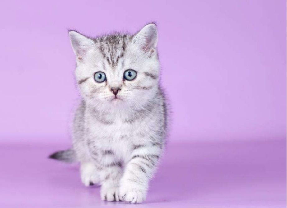 Чистокровные плюшевые малыши