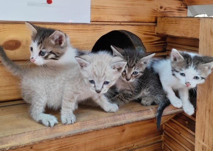 Котята  бесплатно