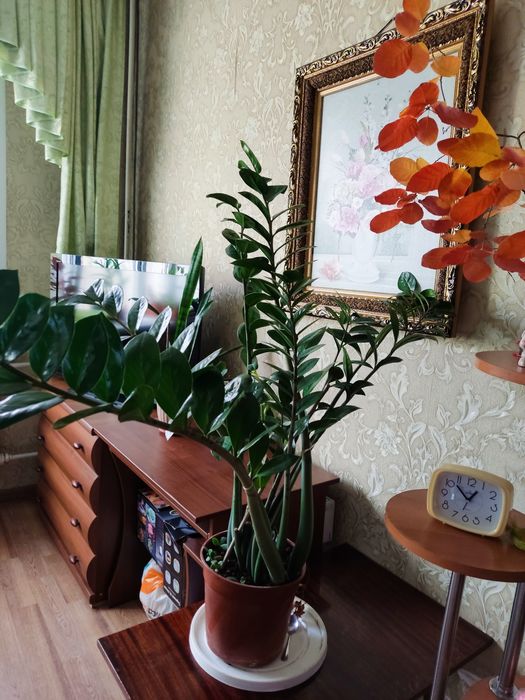 Долларовое дерево (замиокулькас)