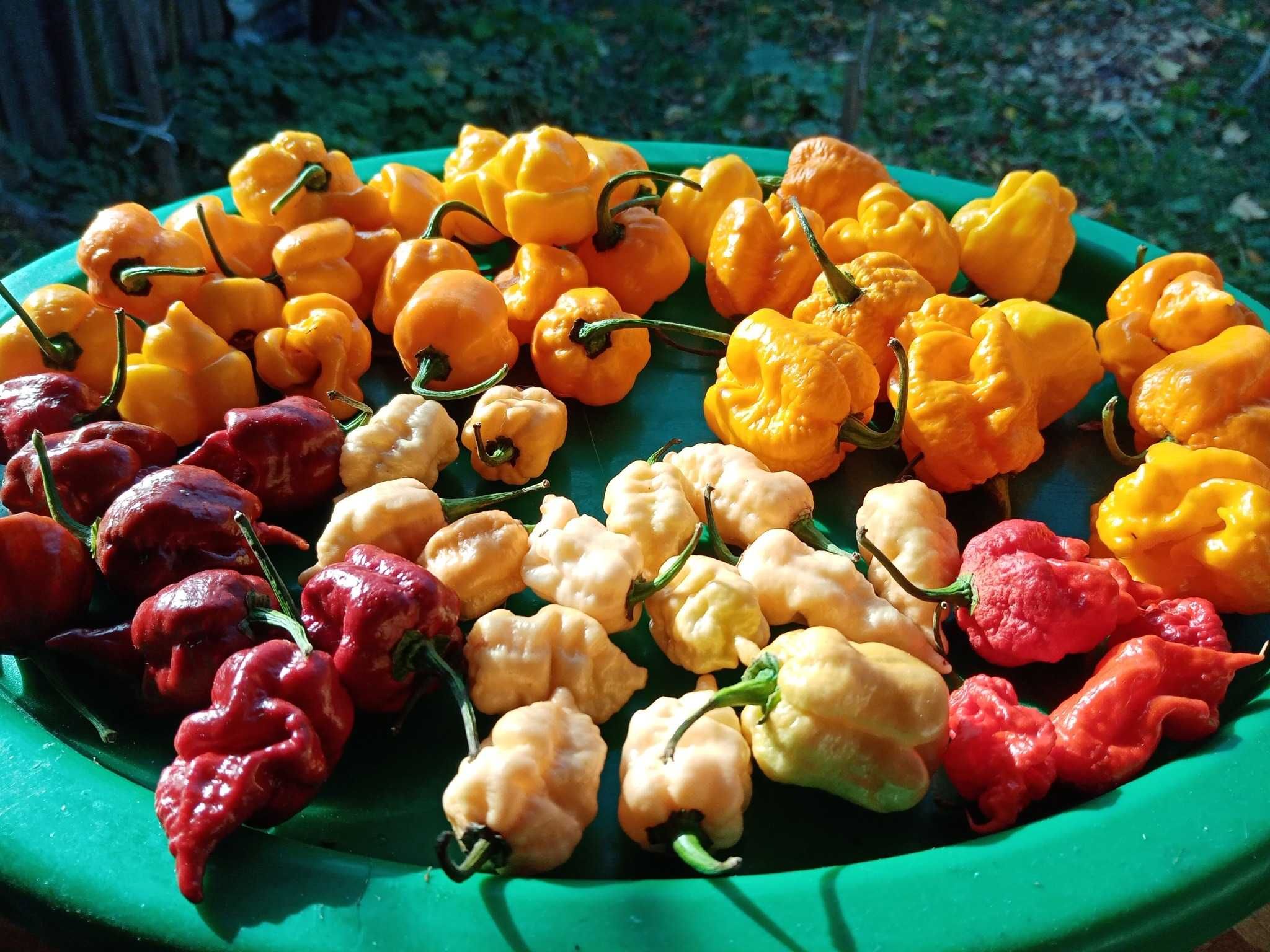 seminte ardei iuti ( carolina reaper, aji charapita, bhut jolokia )