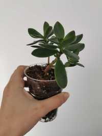 Crassula - Diverse plante de apartament