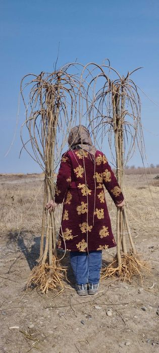 Gujum Гужум Qayrag'och sotiladi