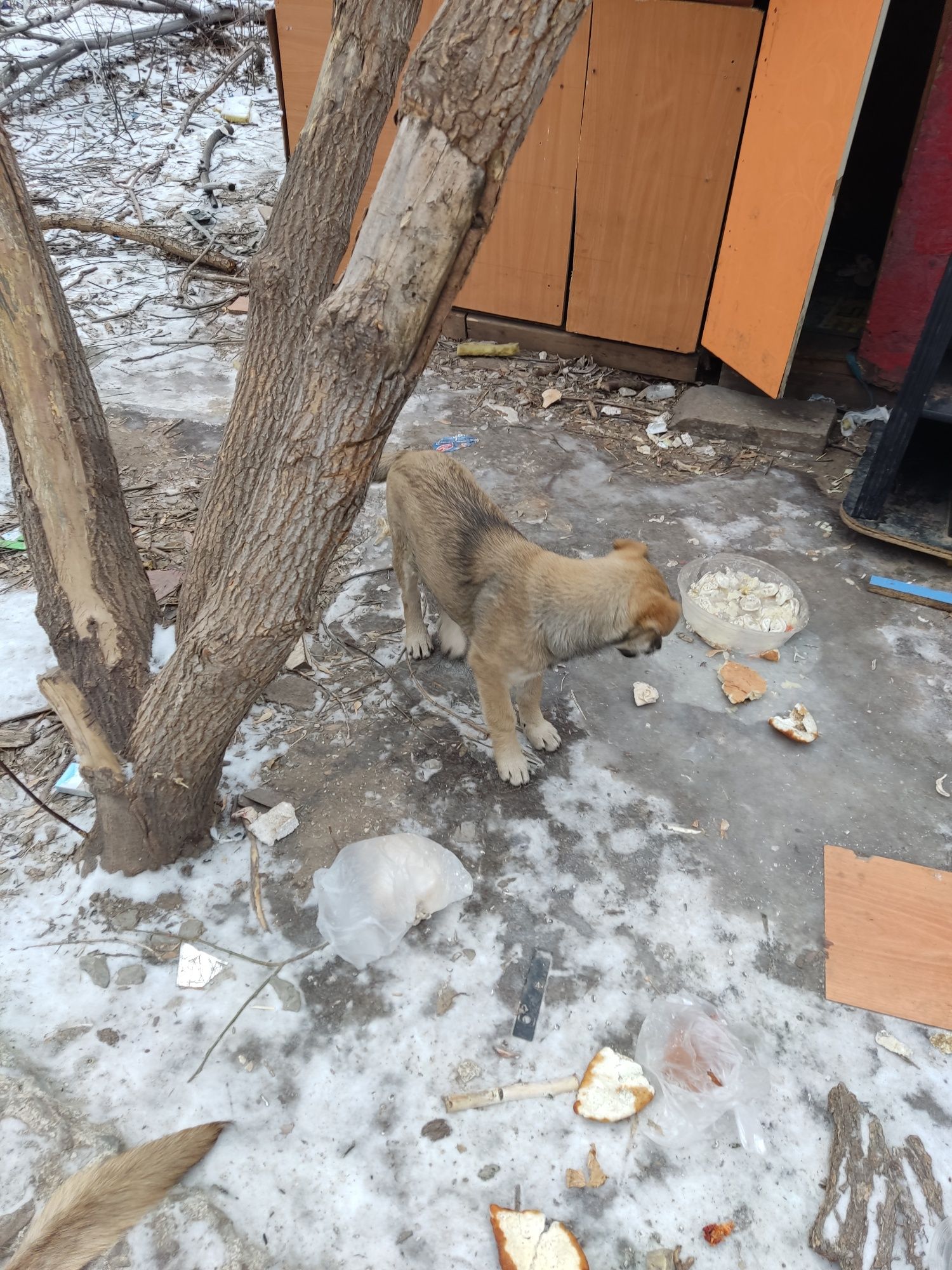 Щенки! Пристраиваются. Даром