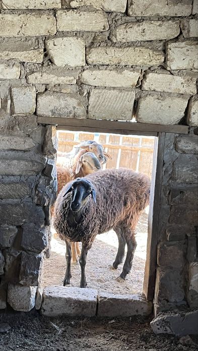 Қой сатылады семіз үйде бағылған