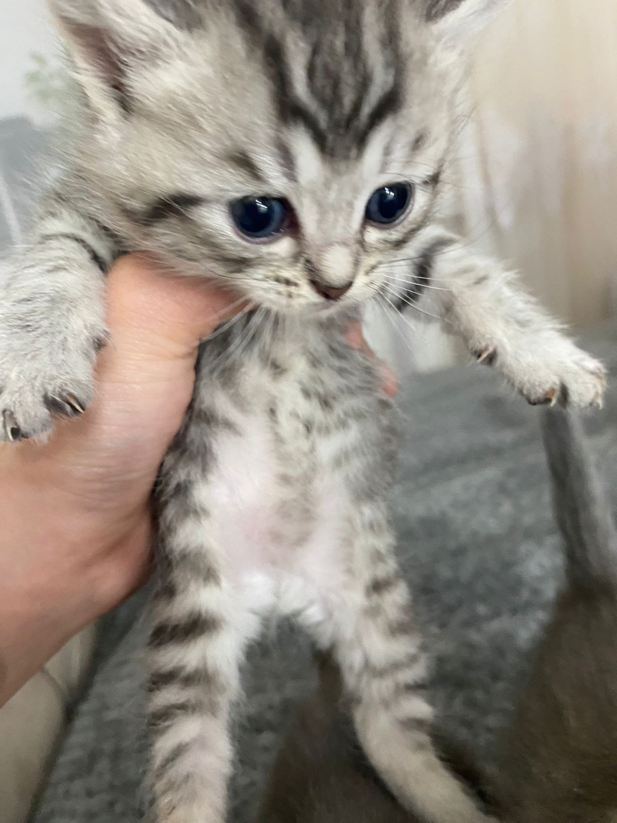 котенеи шотланские