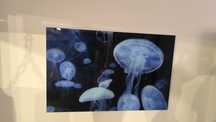Tablou sticla meduze