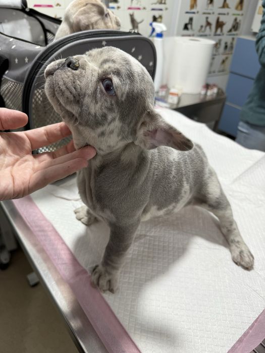 Bulldog Francez Merle / French Bulldog