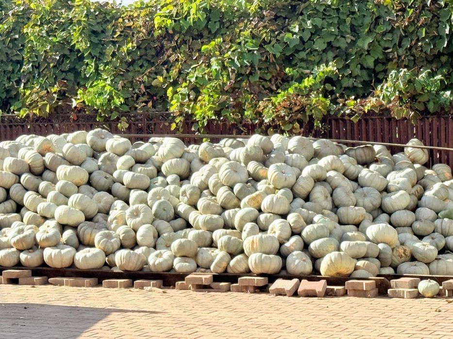 Dovleci dovleci dovleci