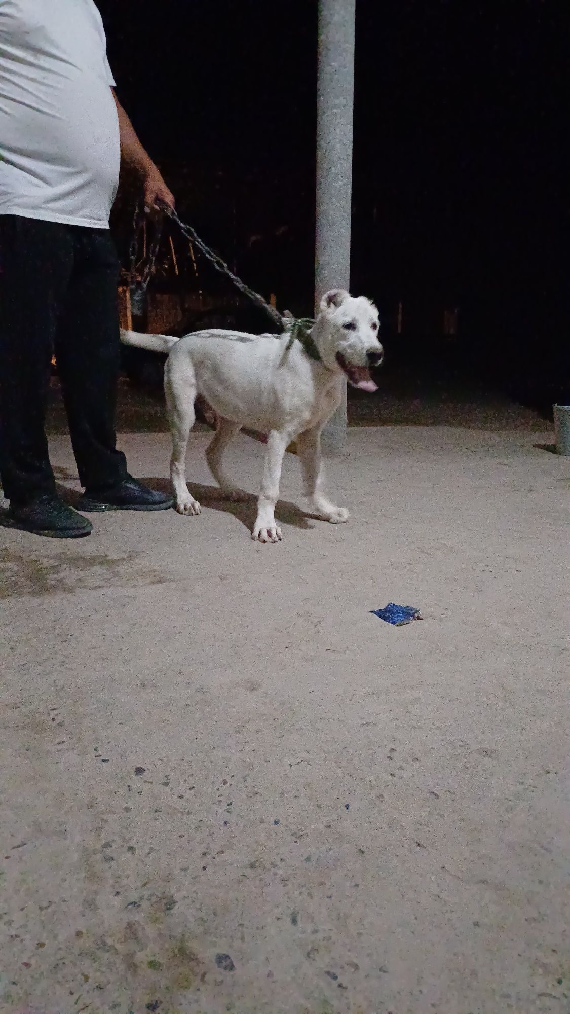 Алабай бойцовский