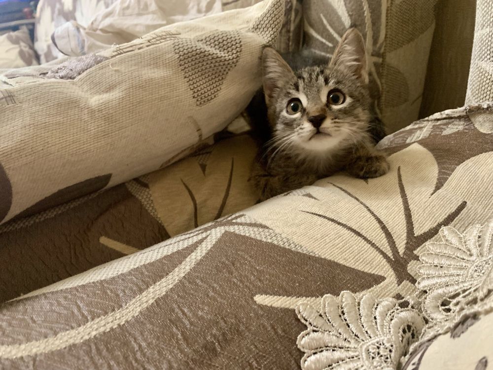 Котята в ответственные руки