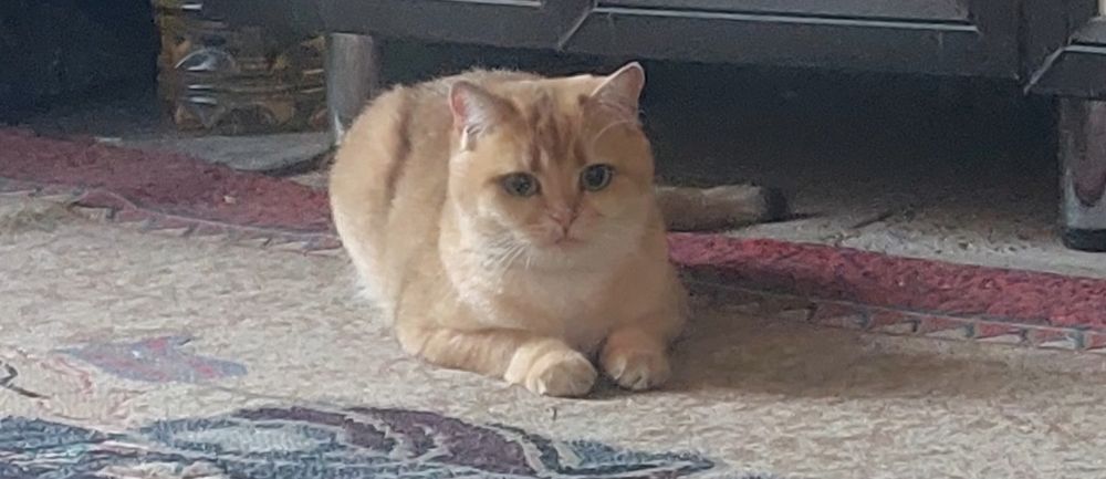 Британская Золотая Шиншилка