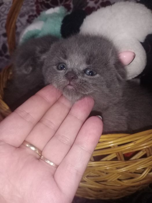 Котята Фолд и Страйт чистокровные