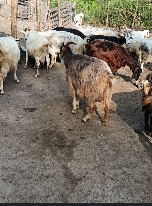 Capre bune de prasilă