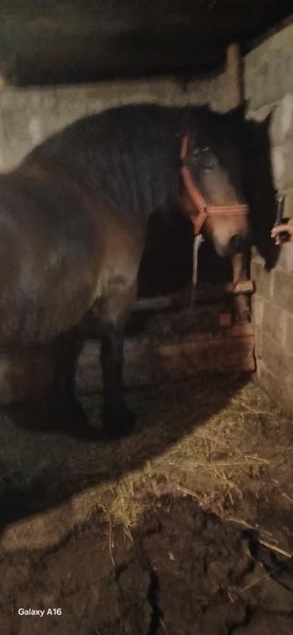 De vânzare iapă de 6 ani cu acte în regulă