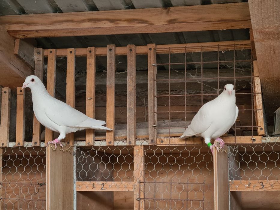 Pereche porumbei voiajori albi  și 2 femele