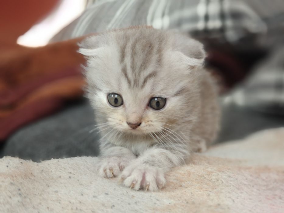 девочка вислоухая