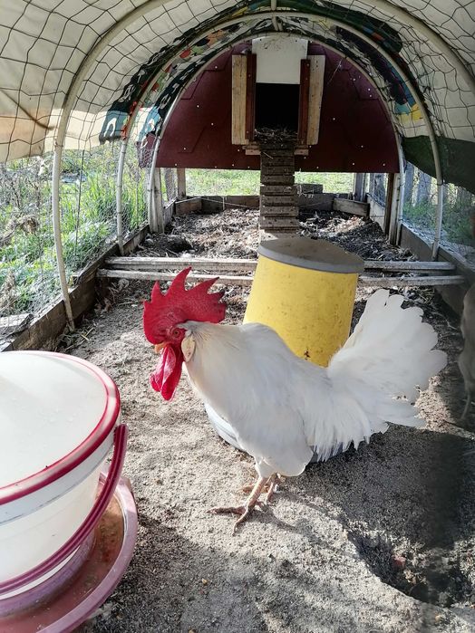 Петли Легхорн Бял, Сребърна Италянка и Ексченджр