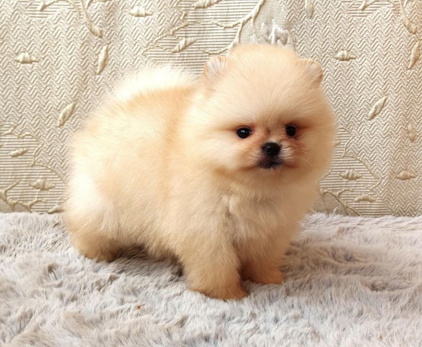 Померанчета мини момченца и момиченца