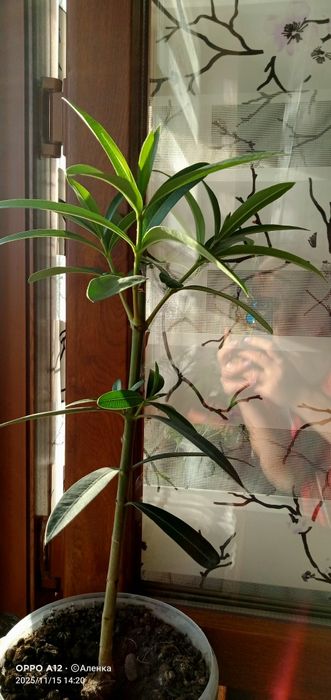 Олеандр  махровый .