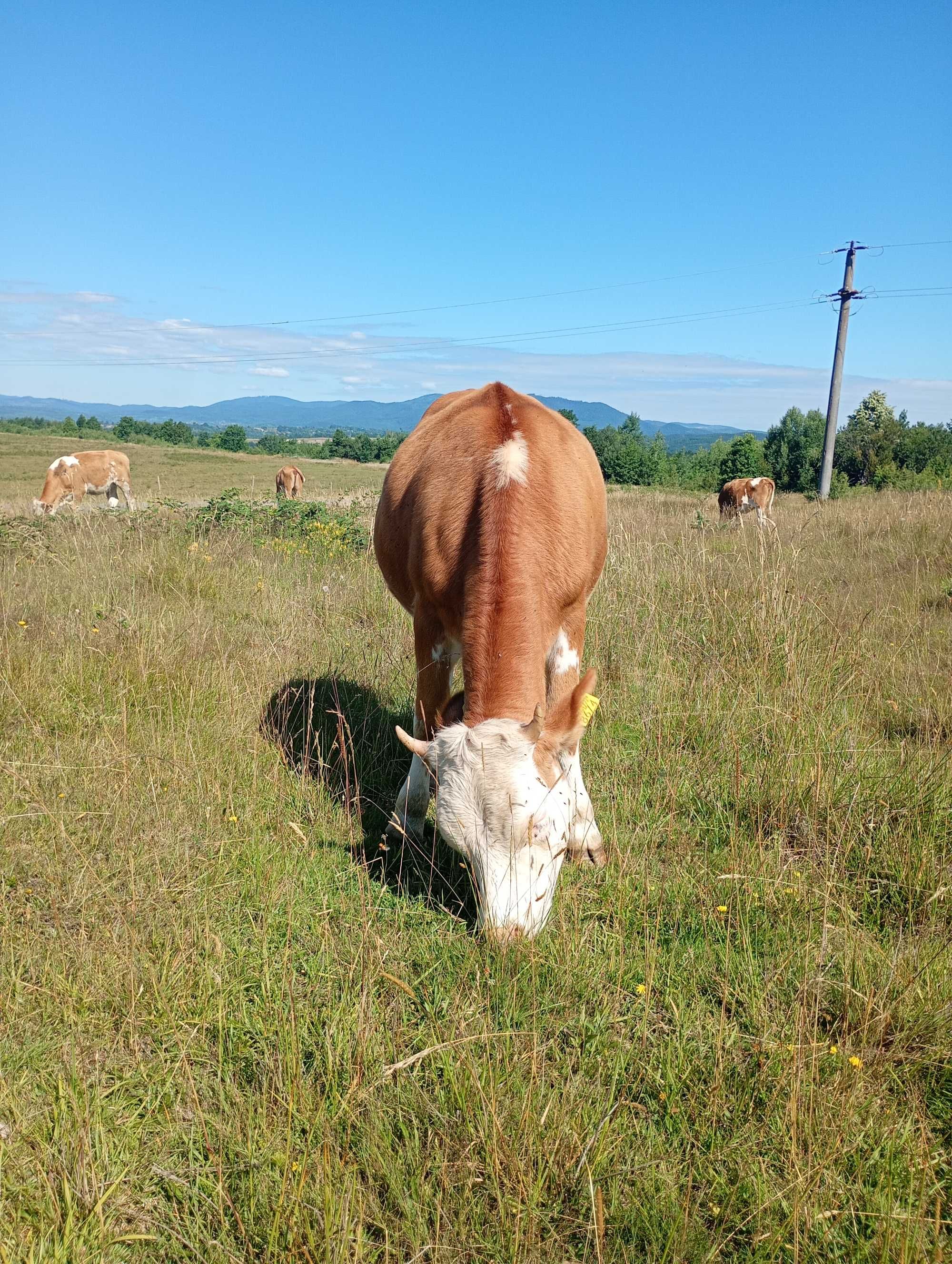 Vând 4 juninci Bălțată Românească