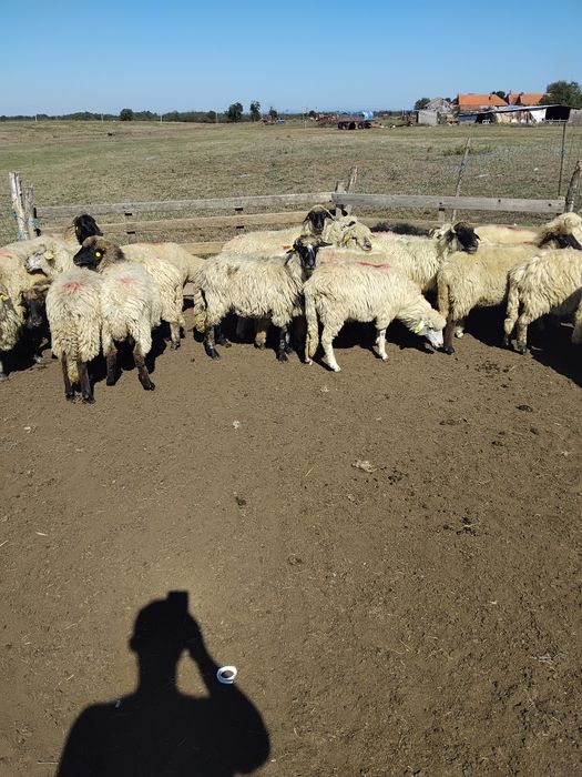 Oi de ținut, de vânzare