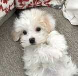 Bichon maltez  fetiță   500 lei