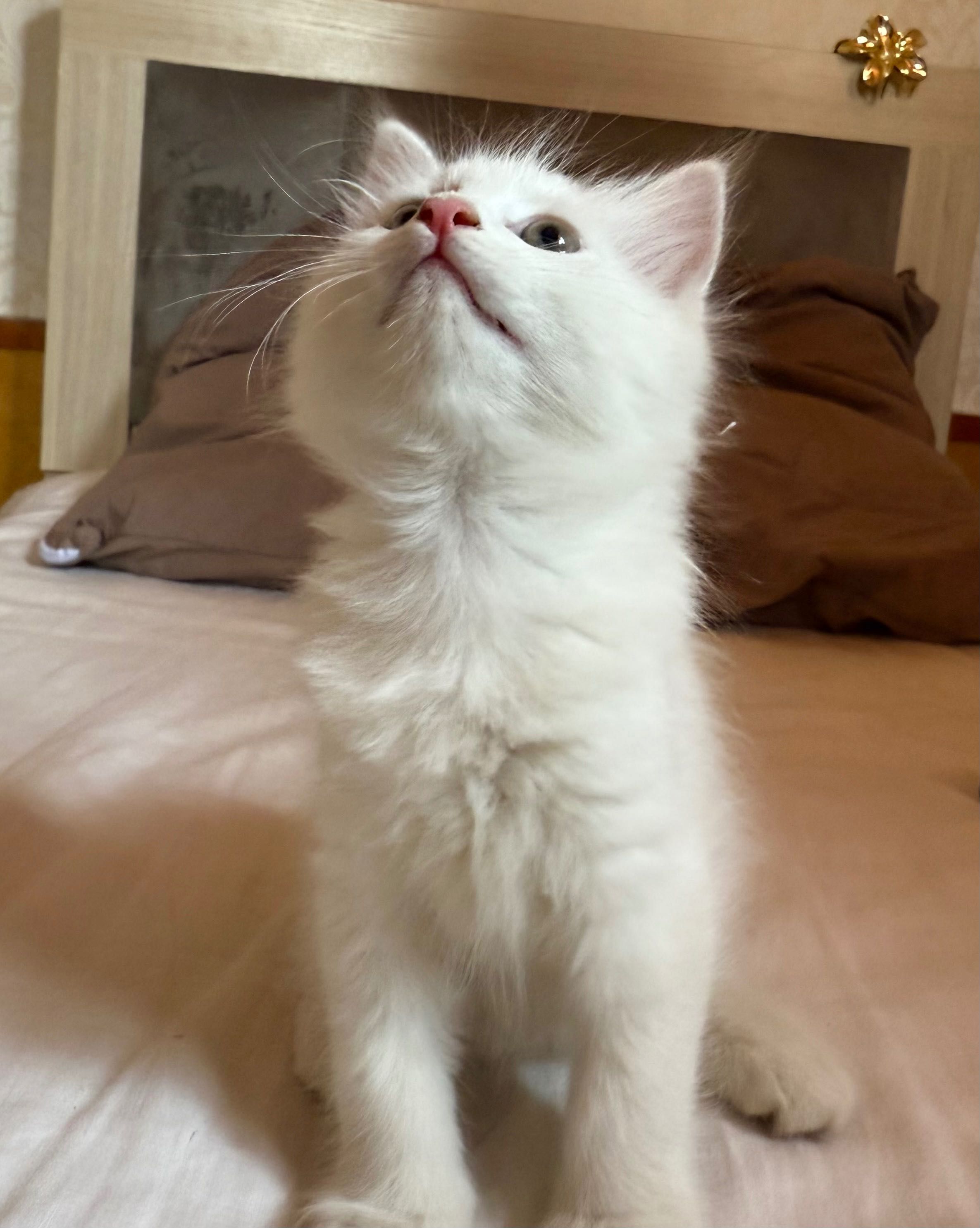 Котята в хорошие руки