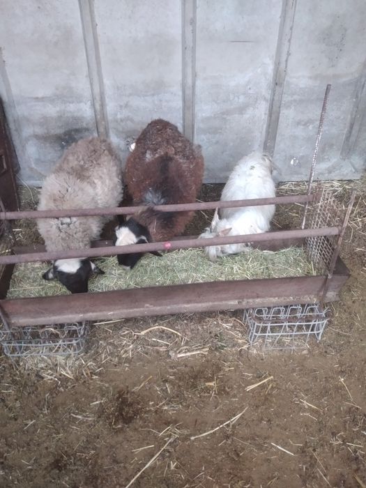 Продам Баранов Козлёнок