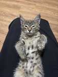 Отдам кота в хорошие руки