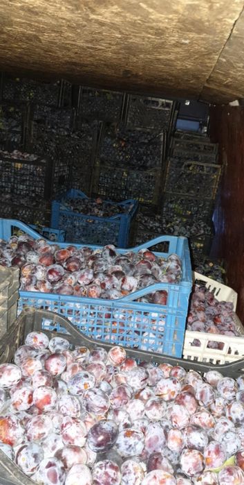 Prune pentru țuică și consum