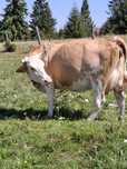 Vaca baltata romaneasca, 4 ani.